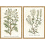 Paragon Botanical Plants II S/2 Green 31 X 21 X 2 Wall Art