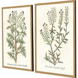 Paragon Botanical Plants II S/2 Green 31 X 21 X 2 Wall Art