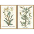Paragon Botanical Plants III S/2 Green 31 X 21 X 2 Wall Art