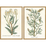 Paragon Botanical Plants III S/2 Green 31 X 21 X 2 Wall Art