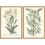 Paragon Botanical Plants III S/2 Green 31 X 21 X 2 Wall Art