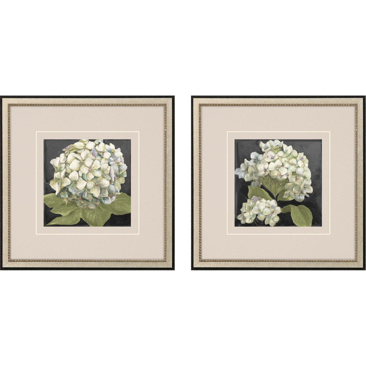 Paragon Hydrangeas on Black S/2 White 19 X 19 X 1 Wall Art