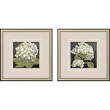 Paragon Hydrangeas on Black S/2 White 19 X 19 X 1 Wall Art