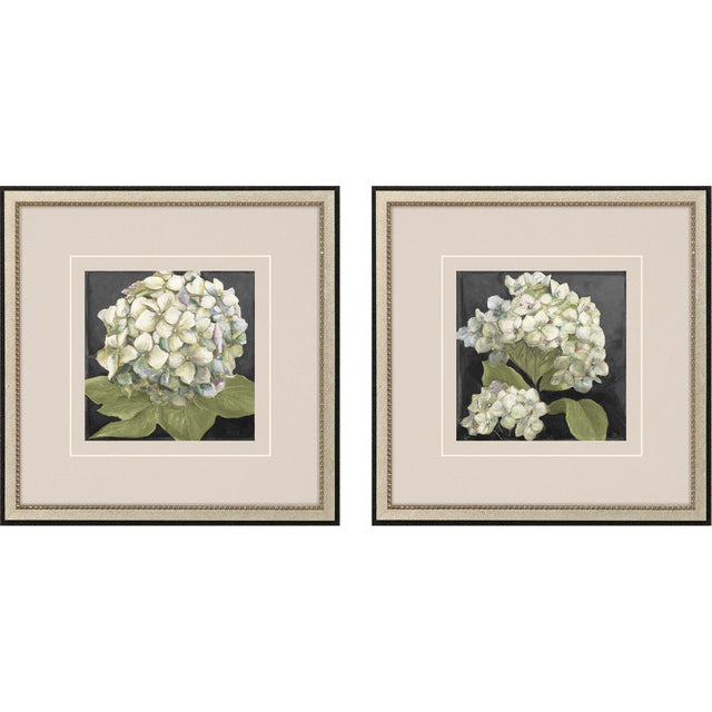 Paragon Hydrangeas on Black S/2 White 19 X 19 X 1 Wall Art