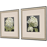 Paragon Hydrangeas on Black S/2 White 19 X 19 X 1 Wall Art