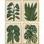 Paragon Tropical Abundance S/4 Green 25 X 19 X 1 Wall Art