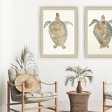 Paragon Neutral Turtle I Brown 51 X 37 X 2 Wall Art
