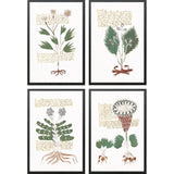 Paragon Magical Botany S/4 Green 25 X 17 X 1 Wall Art