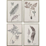 Paragon Fern Study S/4 Gray 25 X 17 X 2 Wall Art