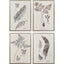 Paragon Fern Study S/4 Gray 25 X 17 X 2 Wall Art