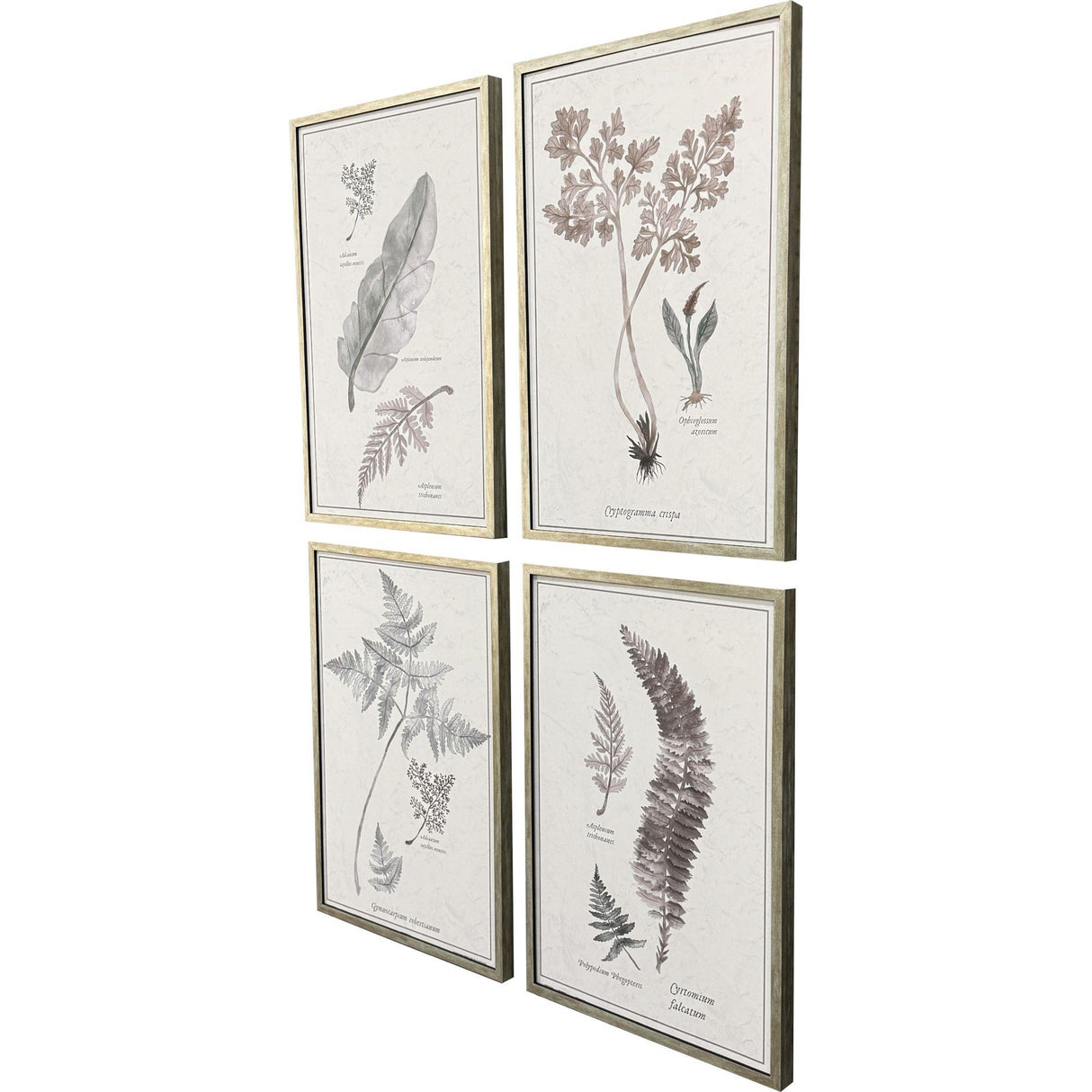 Paragon Fern Study S/4 Gray 25 X 17 X 2 Wall Art
