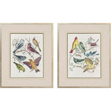 Paragon Bird Variety S/2 Blue 23 X 19 X 2 Wall Art