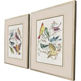 Paragon Bird Variety S/2 Blue 23 X 19 X 2 Wall Art