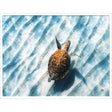Paragon Sandbar Sea Turtle Blue 38 X 50 X 3 Wall Art