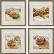 Paragon Beachy Shells S/4 Brown 20 X 20 X 2 Wall Art