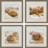 Paragon Beachy Shells S/4 Brown 20 X 20 X 2 Wall Art