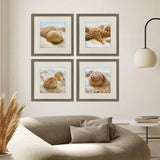 Paragon Beachy Shells S/4 Brown 20 X 20 X 2 Wall Art