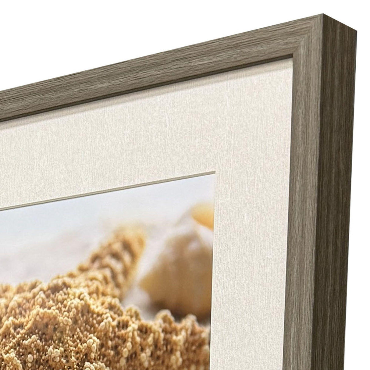 Paragon Beachy Shells S/4 Brown 20 X 20 X 2 Wall Art