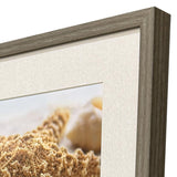 Paragon Beachy Shells S/4 Brown 20 X 20 X 2 Wall Art