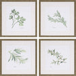 Paragon Fresh Herbs S/4 Green 17 X 17 X 1 Wall Art