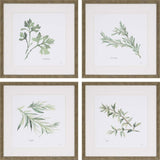 Paragon Fresh Herbs S/4 Green 17 X 17 X 1 Wall Art
