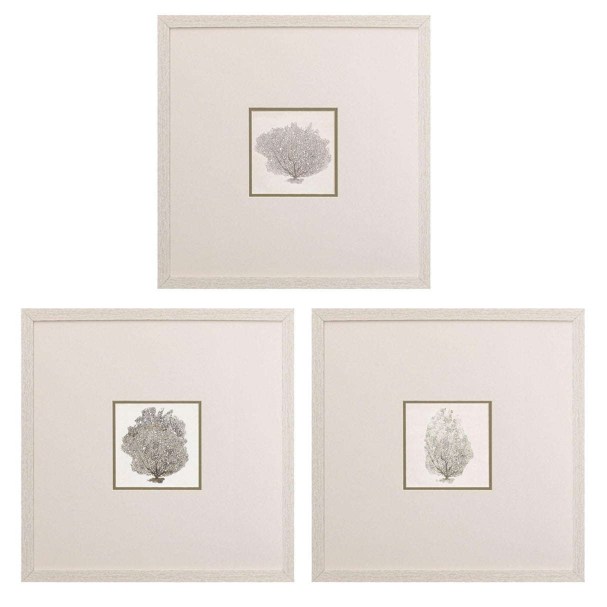 Paragon Corals A S/3 Gray 19 X 19 X 1 Wall Art