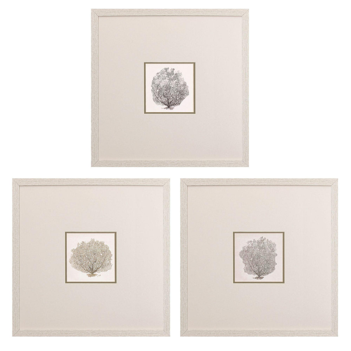 Paragon Corals B S/3 Gray 19 X 19 X 1 Wall Art