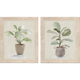 Paragon Fiddle Fig Tree S/2 Green 17 X 14 X 1 Wall Art
