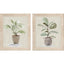 Paragon Fiddle Fig Tree S/2 Green 17 X 14 X 1 Wall Art