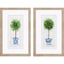 Paragon Rosemary Thyme S/2 Green 31 X 19 X 1 Wall Art