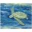 Paragon Lagoon Turtle II Green 25 X 31 X 3 Wall Art