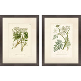 Paragon Queen's Lace I S/2 Green 26 X 20 X 2 Wall Art