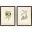Paragon Queen's Lace I S/2 Green 26 X 20 X 2 Wall Art