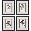 Paragon Elegant Trogons S/4 Multi 21 X 17 X 2 Wall Art
