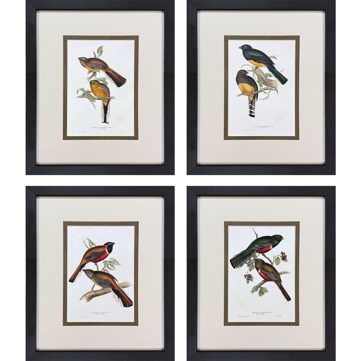Paragon Elegant Trogons S/4 Multi 21 X 17 X 2 Wall Art