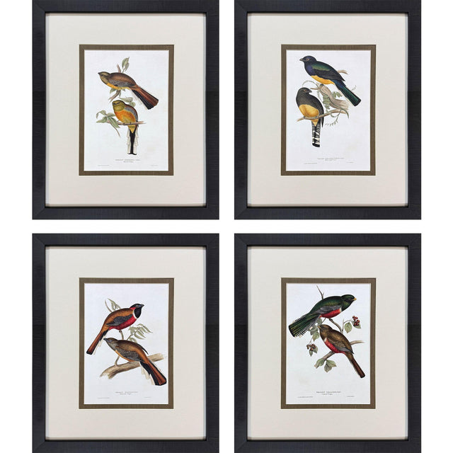Paragon Elegant Trogons S/4 Multi 21 X 17 X 2 Wall Art