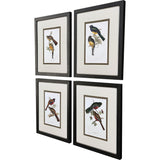 Paragon Elegant Trogons S/4 Multi 21 X 17 X 2 Wall Art