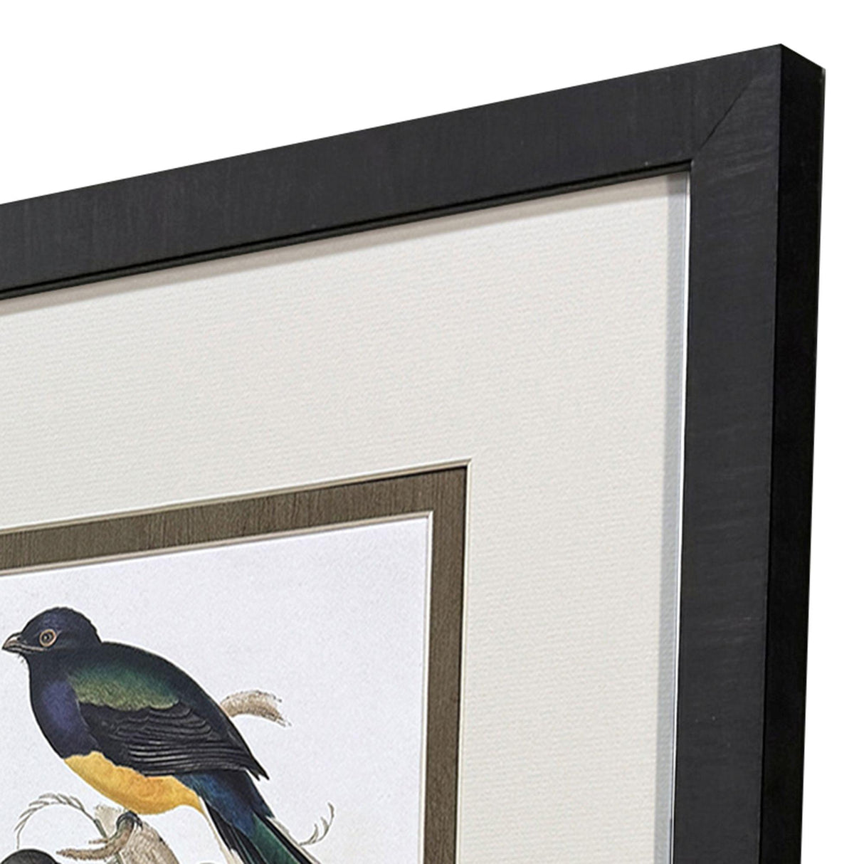 Paragon Elegant Trogons S/4 Multi 21 X 17 X 2 Wall Art