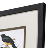 Paragon Elegant Trogons S/4 Multi 21 X 17 X 2 Wall Art