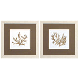 Paragon Metallica Coral S/2 Brown 11 X 11 X 1 Wall Art