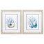 Paragon Shells & Seaweeds S/2 Blue 22 X 19 X 1 Wall Art