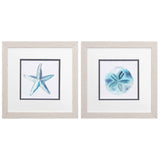 Paragon Starfish Sand Dollar S/2 Blue 11 X 11 X 1 Wall Art