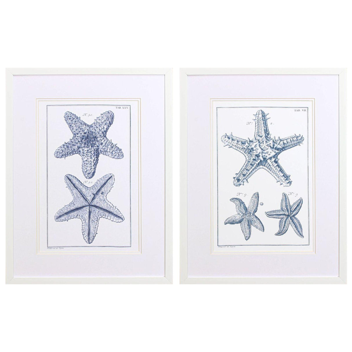 Paragon Blue Sea Stars B S/2 Blue 25 X 19 X 2 Wall Art