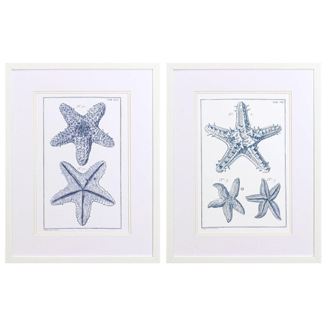 Paragon Blue Sea Stars B S/2 Blue 25 X 19 X 2 Wall Art