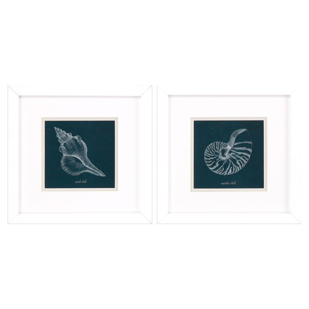 Paragon Shell Study on Teal A S/2 Blue 11 X 11 X 2 Wall Art