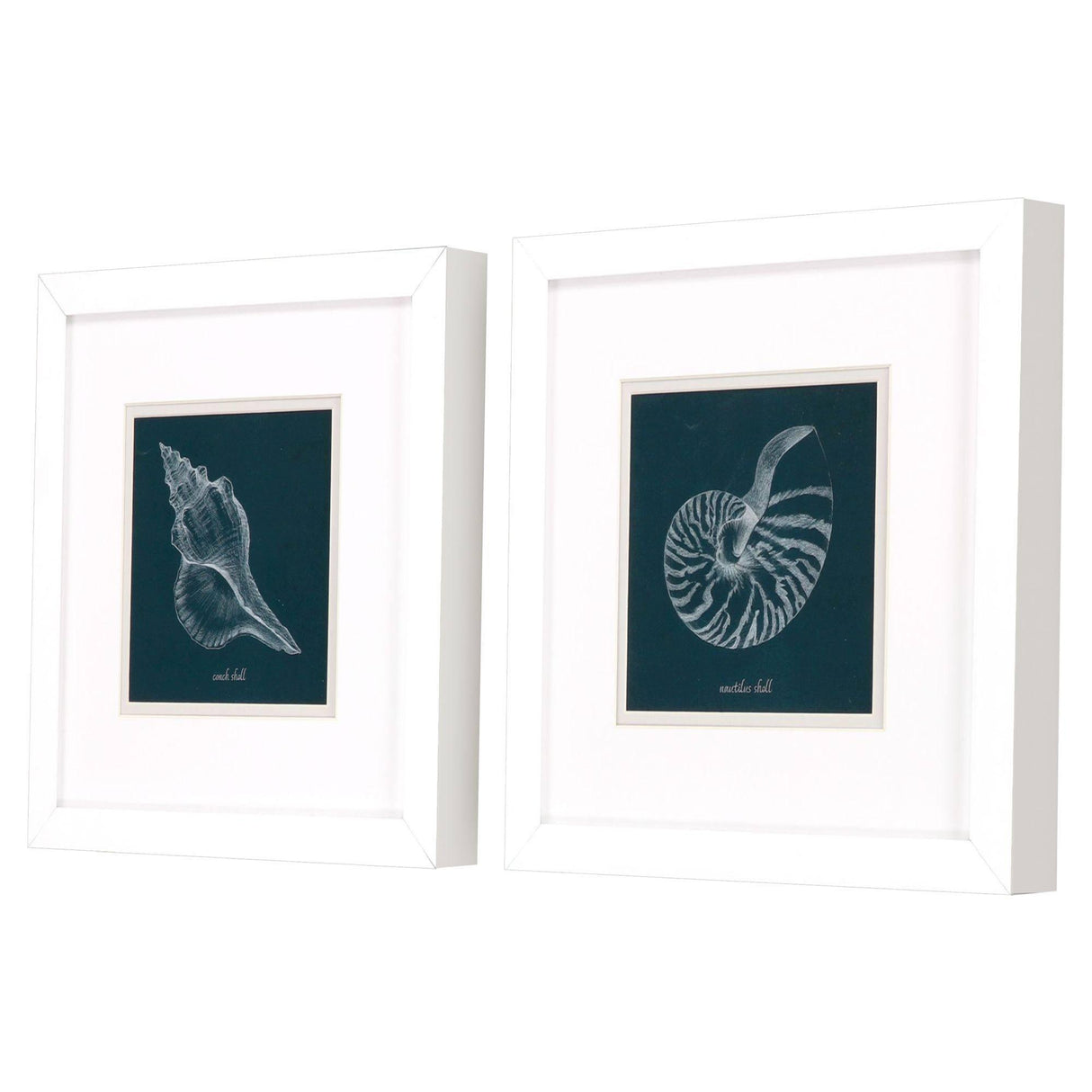 Paragon Shell Study on Teal A S/2 Blue 11 X 11 X 2 Wall Art