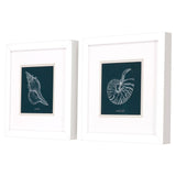 Paragon Shell Study on Teal A S/2 Blue 11 X 11 X 2 Wall Art