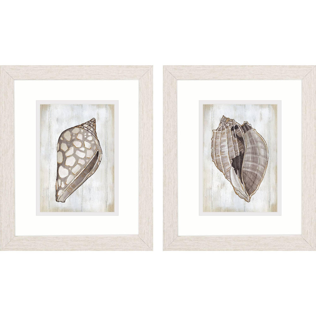 Paragon Ocean Cone S/2 Brown 11 X 09 X 1 Wall Art