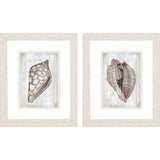Paragon Ocean Cone S/2 Brown 11 X 09 X 1 Wall Art
