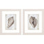 Paragon Ocean Cone S/2 Brown 11 X 09 X 1 Wall Art